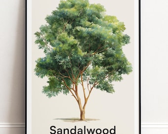 Sandelholzbaum Poster | Botanische Wandkunst | Personalisiertes Geschenk Natur-Wand-Dekor