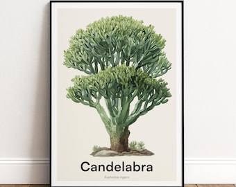 Candelabra Tree Print | Botanical Wall Art | Personalised or Minimal Poster | Nature Gift