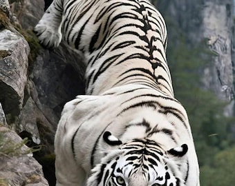 Cuadro de tigre blanco / Impresión de fauna salvaje majestuosa / Descarga digital de alta resolución / Decoración fotográfica de naturaleza
