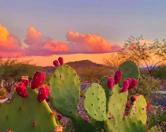 Prickly Pear Cactus Sunset Print, Desert Landscape Photography (Digital Download)