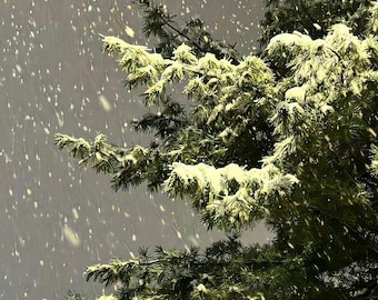 Winter Snowfall Pine Tree Photo | Snowy Nature Landscape | Digital Download Wall Art