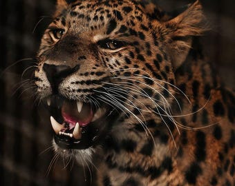 Fierce Leopard Portrait Wall Art – High-Detail Wildlife Photography Print, Jungle Animal Decor