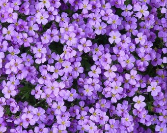 Purple Floral Print, Lavender Flower Wall Art, Botanical Cottagecore Decor (Digital Download)