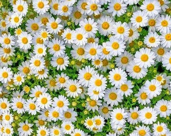 Daisy Field Print, White Floral Wall Art, Cottagecore Nature Poster (Digital Download)