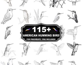Más de 115 sellos de colibrí americano para Procreate, juego de pinceles florales para pájaros, descarga instantánea PNG incluida