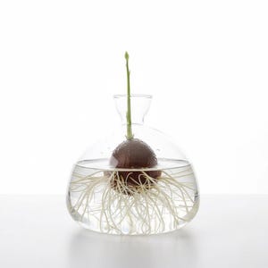 Puede incluir: Un jarr&oacute;n de propagaci&oacute;n de vidrio transparente con una semilla de aguacate suspendida en agua. La semilla ha brotado un tallo verde y largas ra&iacute;ces blancas. El jarr&oacute;n tiene una base redondeada y un cuello estrecho, creando una est&eacute;tica minimalista moderna.