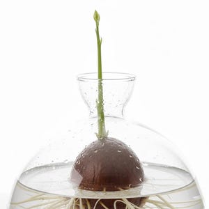 Puede incluir: Un kit de cultivo de aguacate de vidrio transparente con una semilla de aguacate germinando. La semilla es marr&oacute;n y est&aacute; parcialmente sumergida en agua, con ra&iacute;ces blancas visibles. Un brote verde se extiende hacia arriba, emergiendo de la semilla, dentro de un recipiente de vidrio.