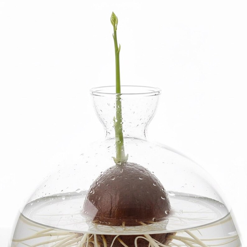 Puede incluir: Un kit de cultivo de aguacate de vidrio transparente con una semilla de aguacate germinando. La semilla es marr&oacute;n y est&aacute; parcialmente sumergida en agua, con ra&iacute;ces blancas visibles. Un brote verde se extiende hacia arriba, emergiendo de la semilla, dentro de un recipiente de vidrio.