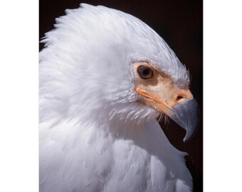 White Eagle Portrait – Wildlife Bird Fine Art Print