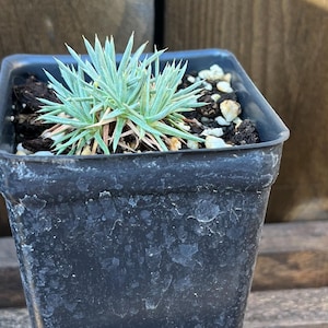 May include: A small, light green succulent plant in a square, black plastic pot. The plant has spiky, needle-like leaves. The pot sits on a wooden surface with a wooden background.