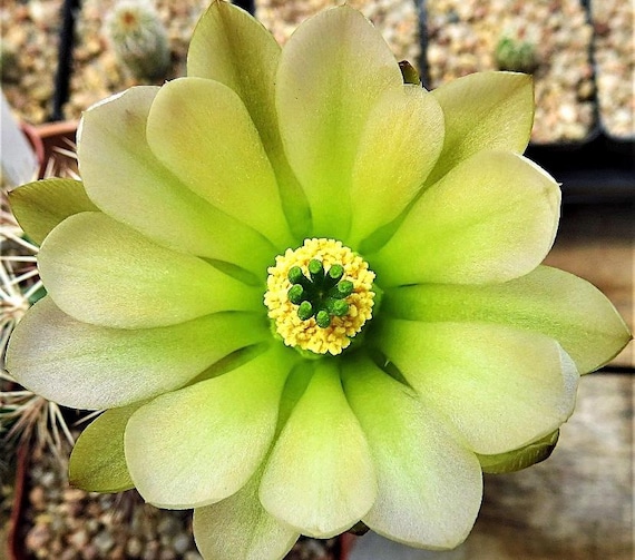 Echinocereus X Roetteri Seeds - Etsy