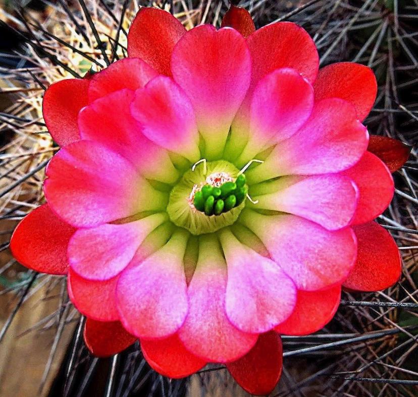 kaktus pic Arizona Kaktus  ruuds