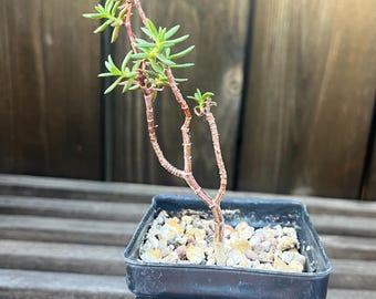 olive bonsai for sale Olea Europaea Bonsai XXXXL | 300cm main image 1