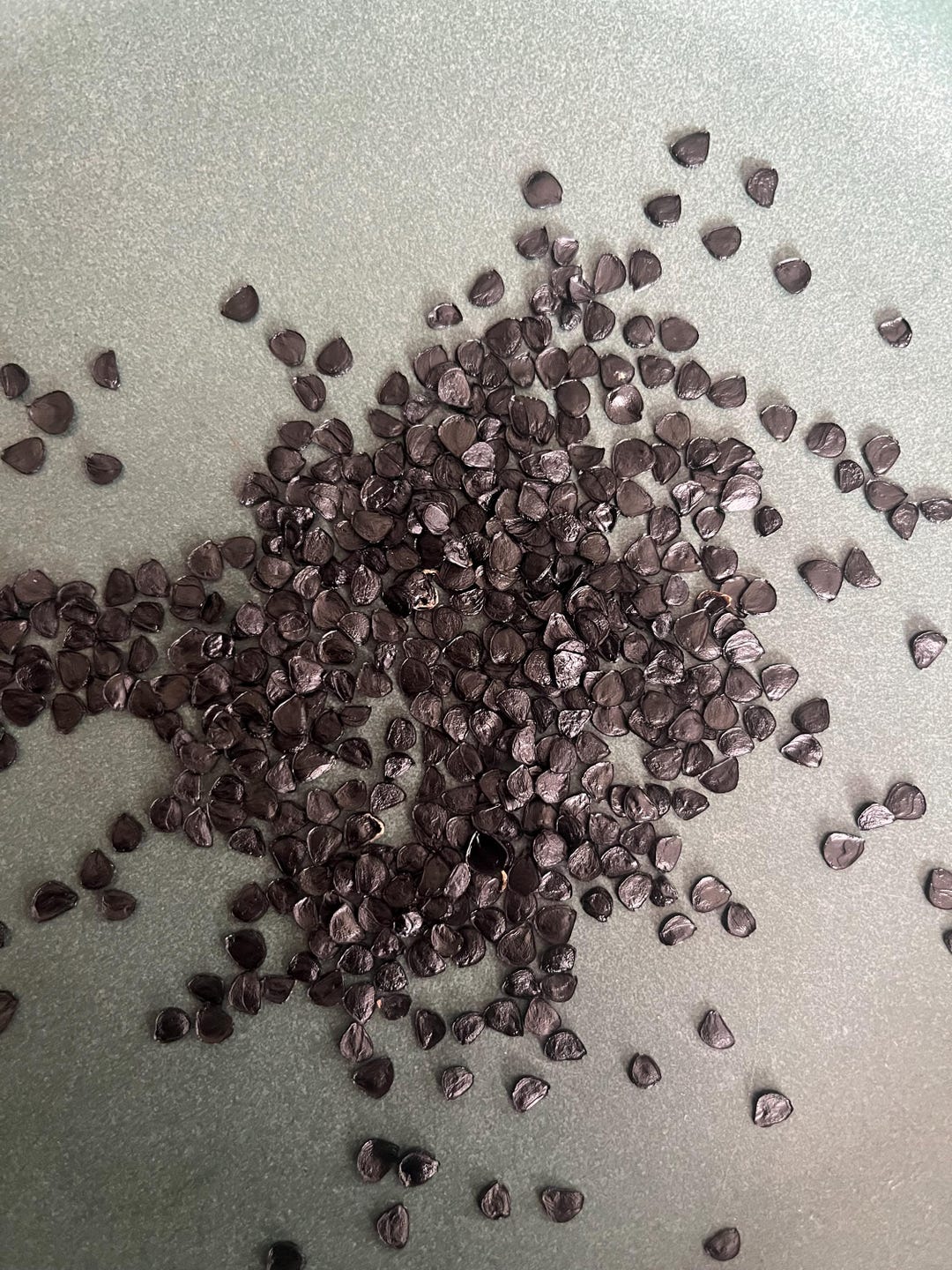 Agave Utahensis V. Kaibabensis Seeds - Etsy