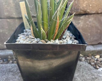 Agave Toumeyana Var. Bella - Etsy