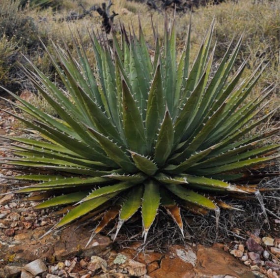 Agave utahensis v. kaibabensis seeds