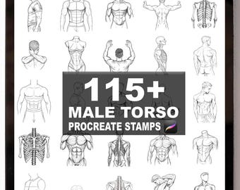 115+ Procreate Male Torso Brushes | Procreate Stamps | Instant Digital Download