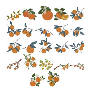 Könnte beinhalten: Eine Sammlung von Illustrationen von Orangen auf Zweigen, mit grünen Blättern und weißen Blüten. Die Orangen werden in verschiedenen Anordnungen dargestellt, einige ganz und einige aufgeschnitten. Der Stil erinnert an Stickereien oder eine botanische Zeichnung.