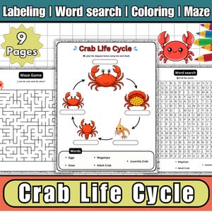 May include: An educational activity book with a crab life cycle diagram, a maze game, and a word search puzzle. The pages are decorated with colourful illustrations of crabs and related vocabulary.