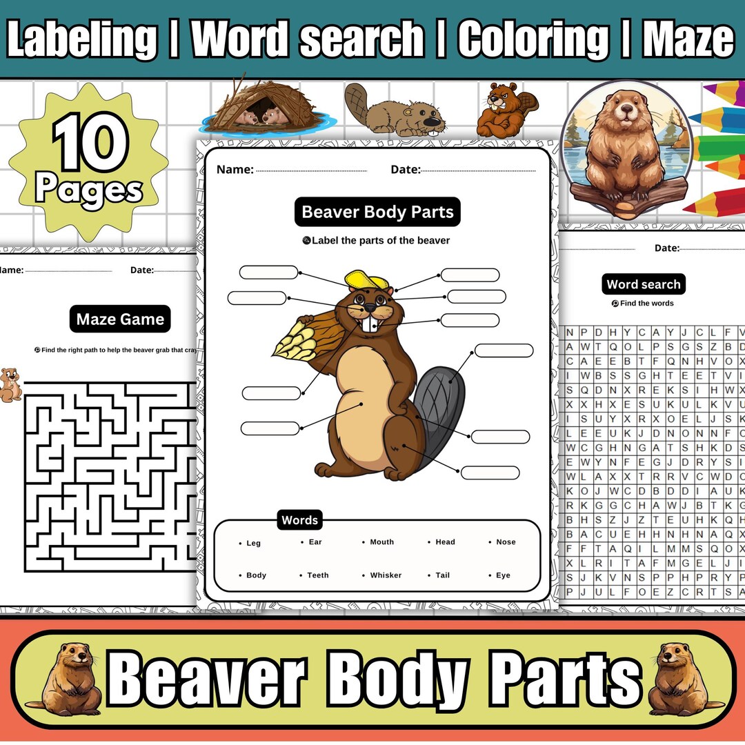 Beaver Anatomy Worksheet | Labeling, Maze, Coloring Page (PDF) - Etsy