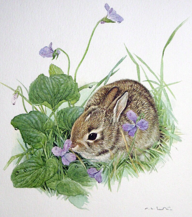 Printed Drawing of A Rabbit Eating Iris Flowers Etsy