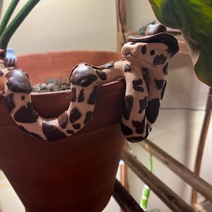 Yeehaw Plant Pal