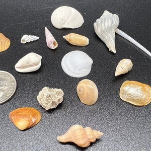 May include: A collection of 14 seashells in various shapes, sizes, and colors, including white, brown, and orange. The shells are arranged on a black surface.