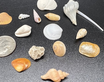 Curated Collection of Mini Sea Shells from Myrtle Beach
