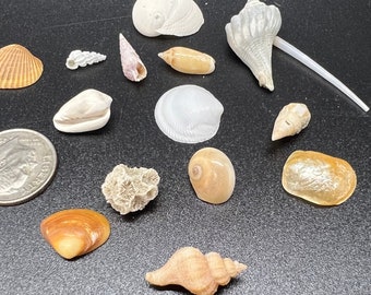 Curated Collection of Mini Sea Shells and Micro Shells from Myrtle Beach