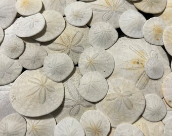 California Coast Sand Dollars