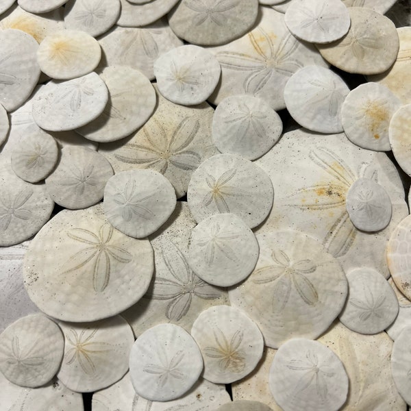 California Coast Sand Dollars