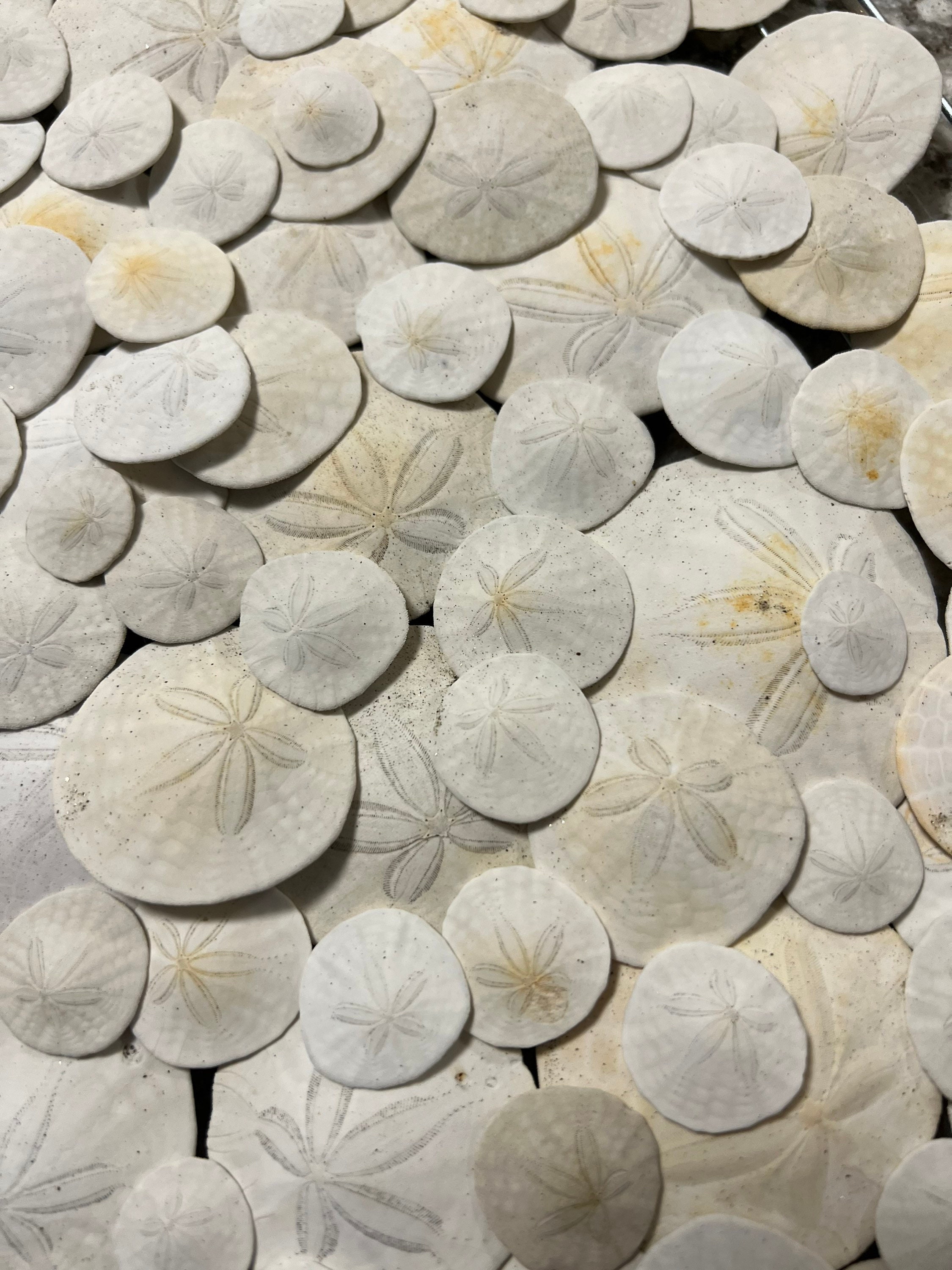 Sand Dollar  Real Sand Dollars 1 1/2 to 2 (Set of 30