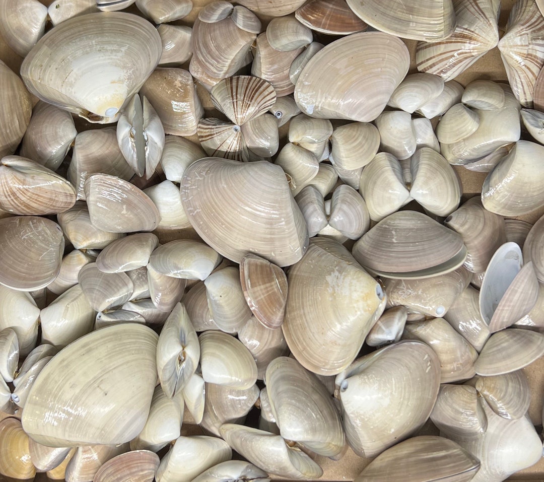 Set of Paired Pismo Clams From Southern California Etsy