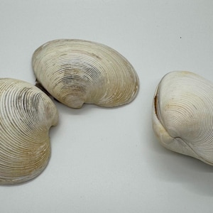 May include: Three white clam shells with a ridged texture. The shells are arranged in a triangular shape on a white background.