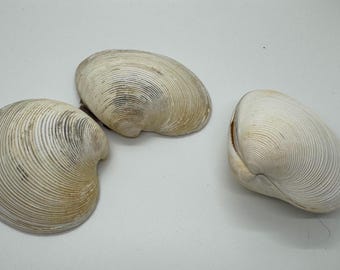 Paired Quahog Clam Shells for Crafts