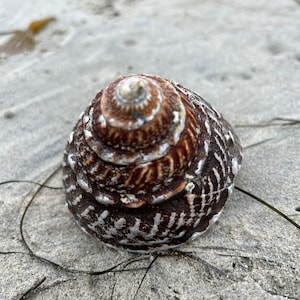 Unique Wavy Turban Snail Shell from California