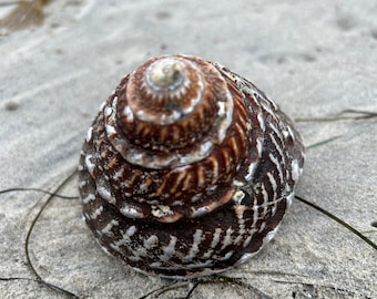 Unique Wavy Turban Snail Shell from California