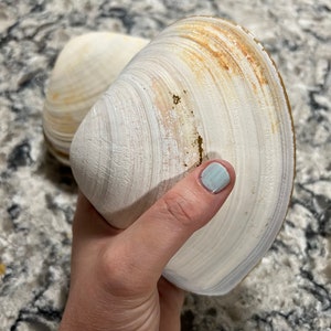 Extra Large Clam Shells for Crafts
