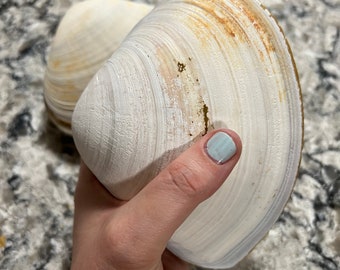 Extra Large Clam Shells for Crafts