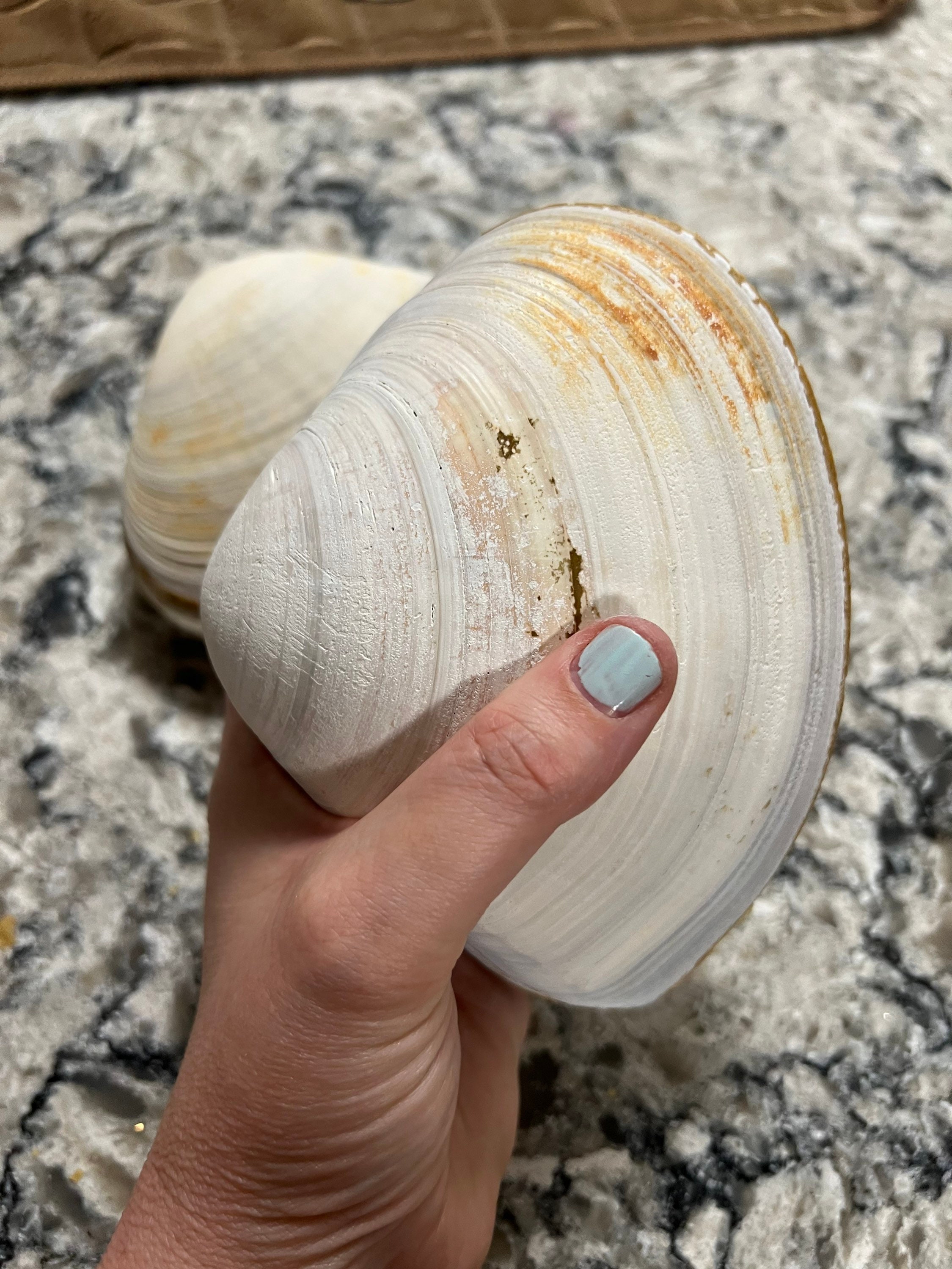 Large Clam Shells -  Canada