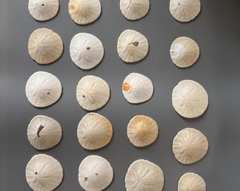 California Coast Sand Dollars- Set of 9