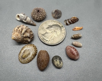 Curated Collection of Seashells Collected from Baja Sur, Mexico