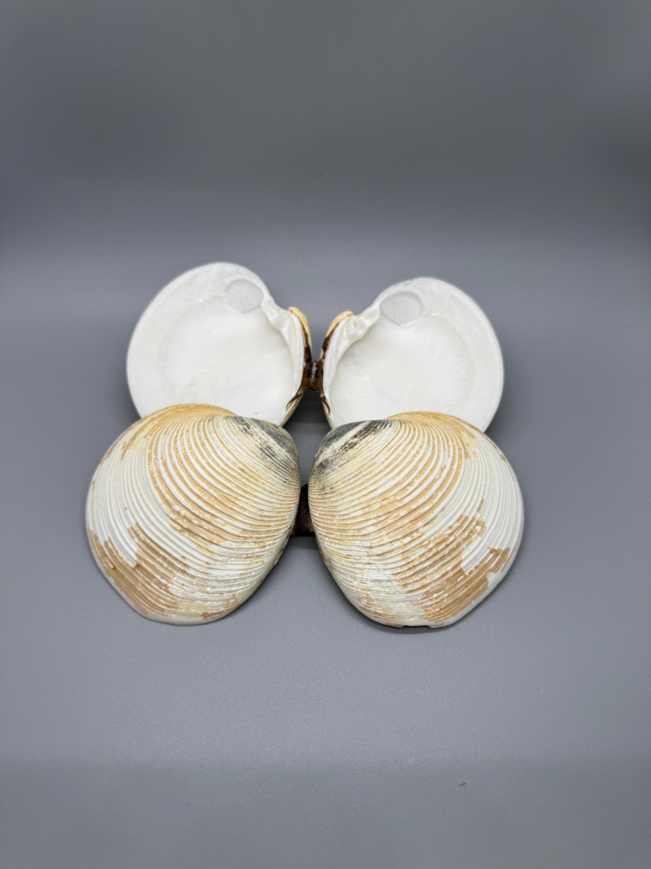 Paired Quahog Clam Shells for Crafts - Etsy