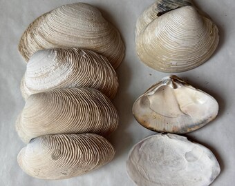 Large Clam Shells for Crafts