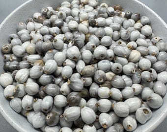 Authentic Ugandan African Beads Job Tears San Pedro Seeds - 50 Pieces