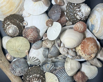 1/4 lb Southern California Shell Beach Collection