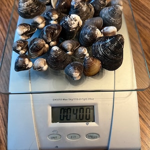4 oz Fresh Water Clam Shells for Craft, Decor, Curiosity