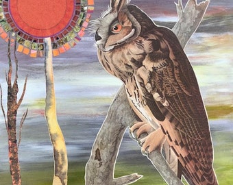 Dreaming Minnesota: Long-Eared Owl