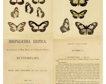 Butterflies V2 Collage Sheet, Vintage Book Page Illustrations, 1 Dollar Deal - Digital Download JPG File by Swing Shift Designs