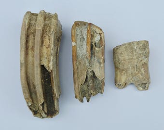 Diente fosilizado de Equus / Caballo - Lote de 3 dientes de la región del estrecho de Bering - Raro - Edad de Hielo / Paleolítico - Gabinete de Curiosidades
